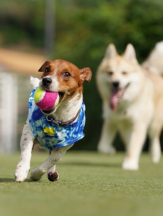 スナップ写真・動画撮影